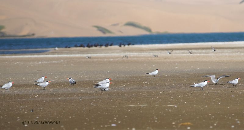 343 Sterne caspienne, Caspian Tern.JPG