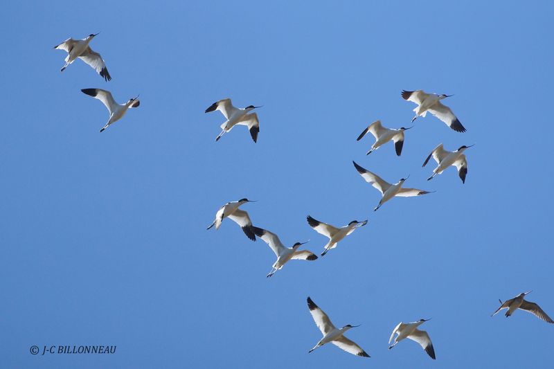 344 Avocette élégante, Pied Avocet.JPG