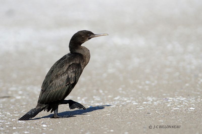 351 Cormoran du Cap, Cape Cormorant.JPG