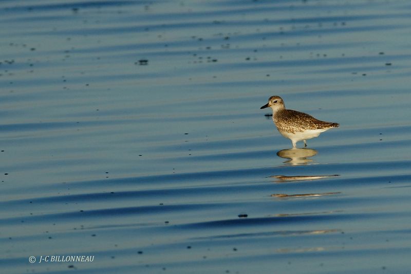 364 Bécasseau de Baird, Baird's Sandpiper.JPG