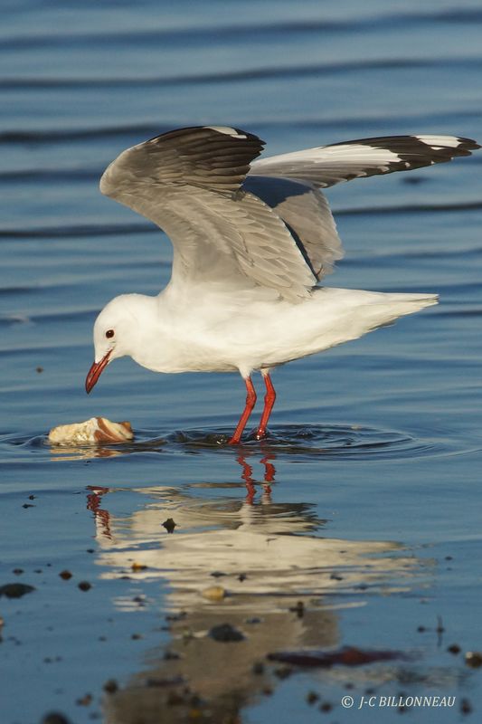 365 Mouette de Hartlaub, Hartlaub's Gull.JPG
