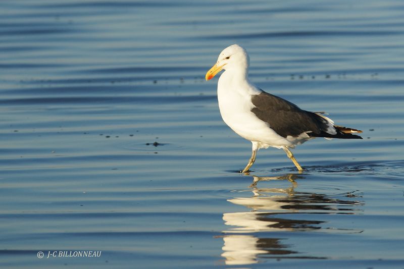 366 Goéland dominicain, Kelp Gull.JPG
