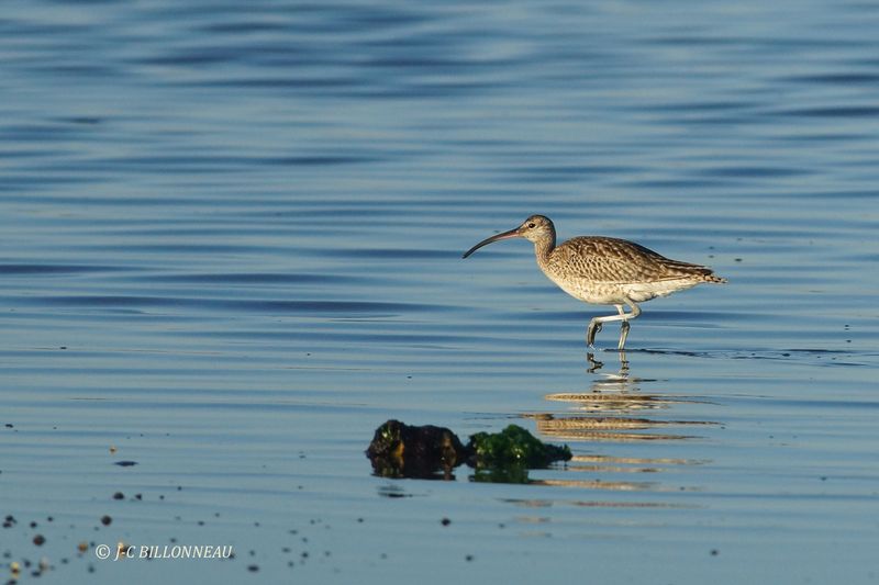 367 Courlis cendré, Eurasian Curlew.JPG
