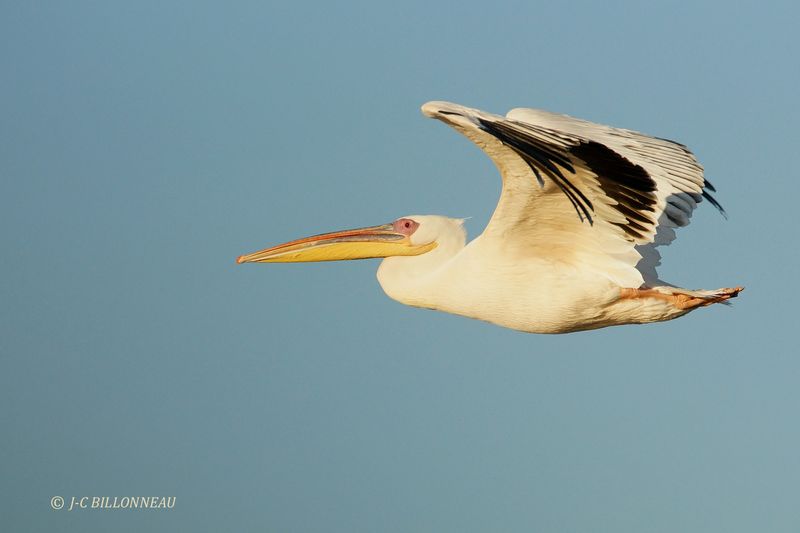 368 Pélican blanc, Great White Pelican.JPG