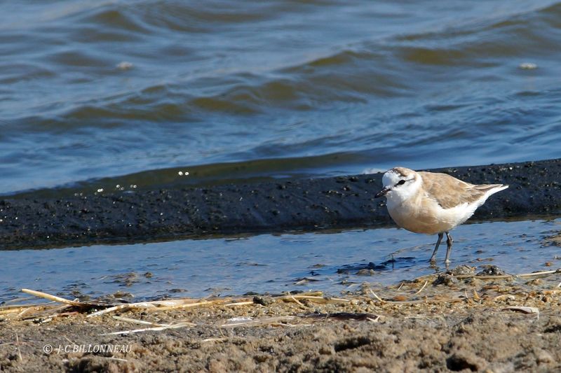 370 Gravelot à front blanc, White-fronted Plover.JPG