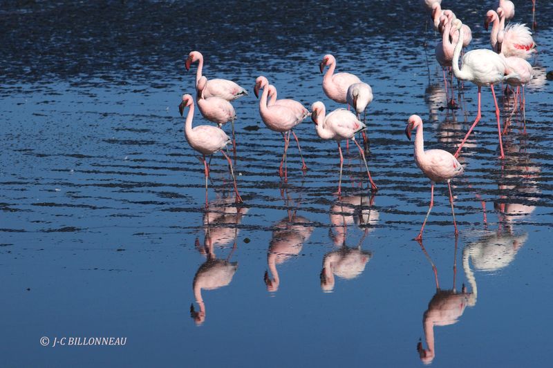 372 Flamant nain, Lesser Flamingo.JPG