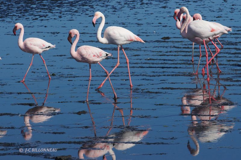 373 Flamant nain et Flamant rose.JPG