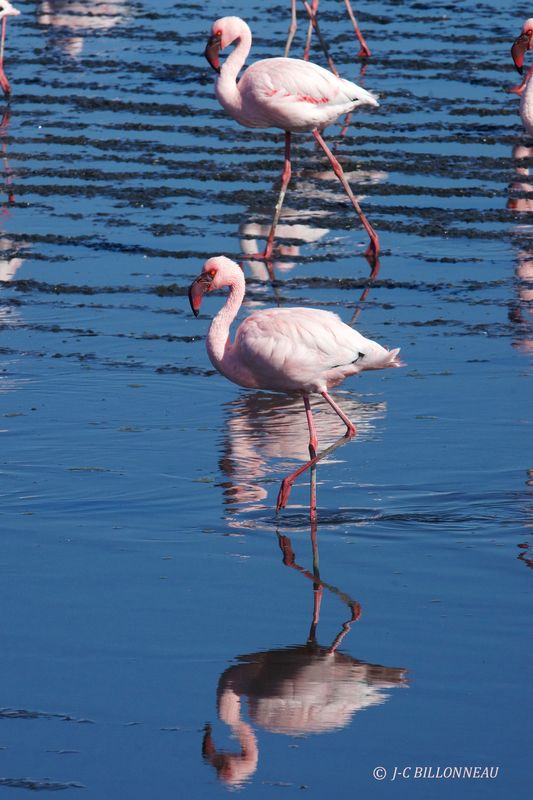 374 Flamant nain, Lesser Flamingo.JPG
