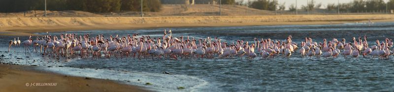 375 Walvis Bay.jpg