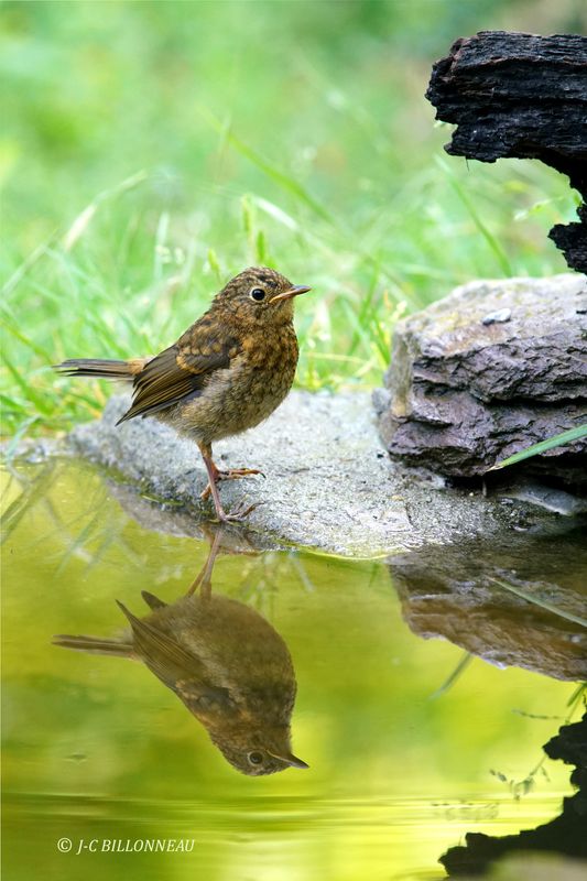 208 Rougegorge familier juvénile, European Robin juvenile.JPG