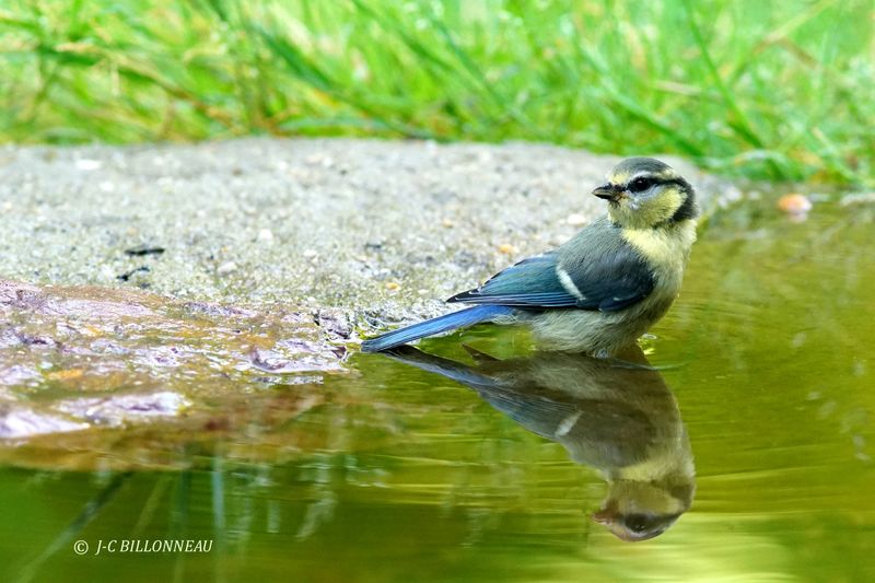 209 Msange bleue juvnile, Eurasian Blue Tit juvenile.JPG