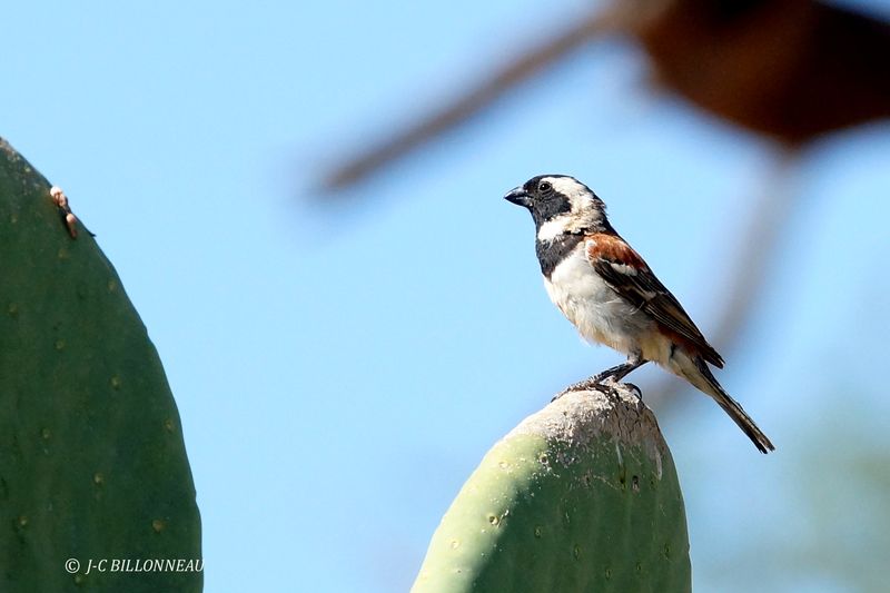 388 Moineau mélanure mâle, Cape Sparrow male.JPG