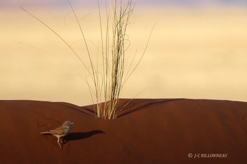 394 Alouette à dos roux, Dune Lark.JPG