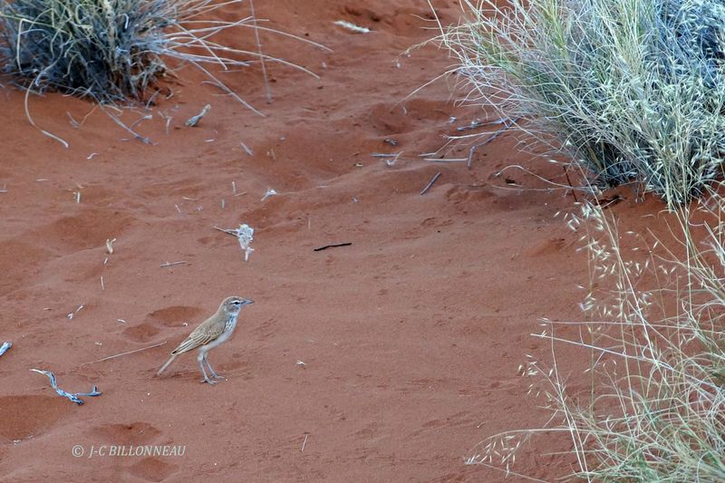 398 Alouette à dos roux, Dune Lark.JPG