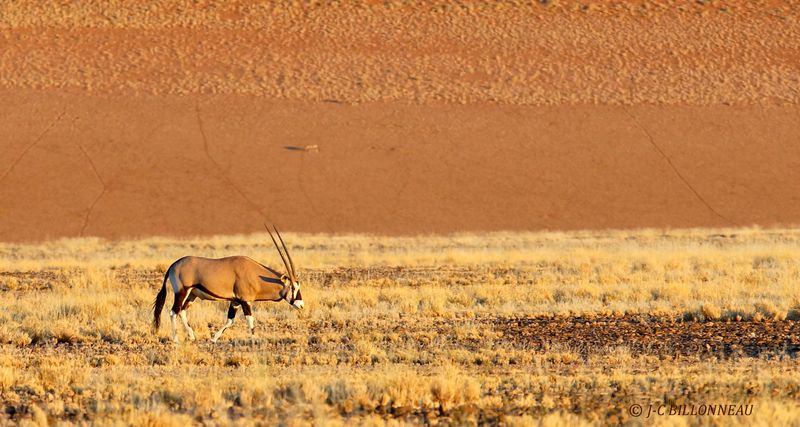 403 Sossusvlei.JPG