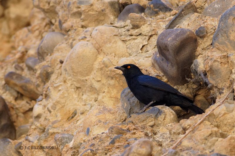 425 Rufipenne nabouroup, Pale-winged Starling.JPG