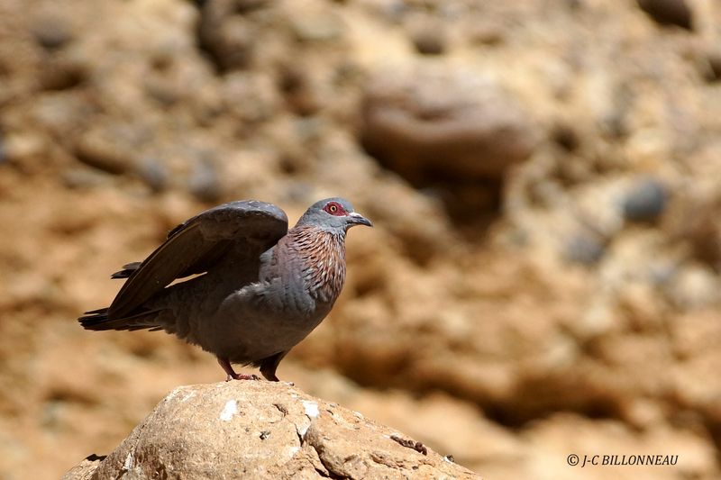426 Pigeon roussard, Speckled Pigeon.JPG