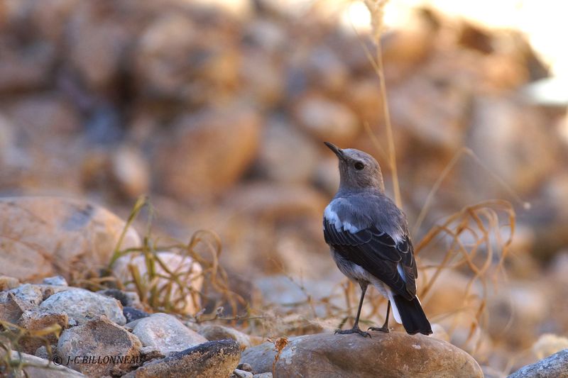 427 Traquet montagnard femelle, Mountain Wheatear female.JPG