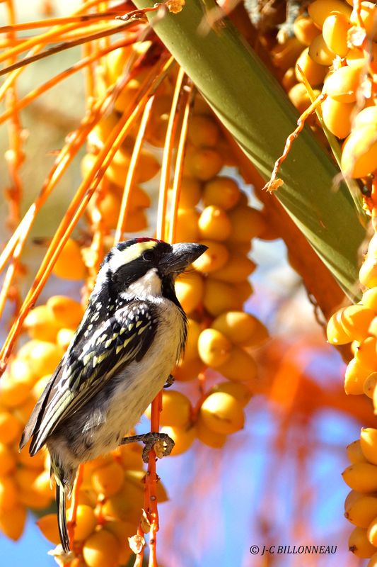 442 Barbican pie, Acacia Pied Barbet.JPG