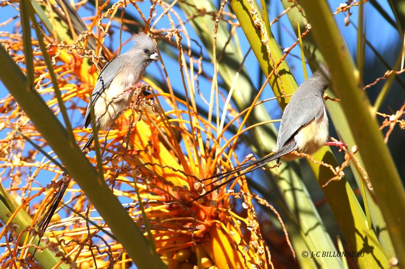 443 Coliou à dos blanc, White-backed Mousebird.JPG