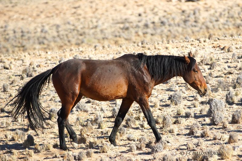 446 Cheval du désert.JPG