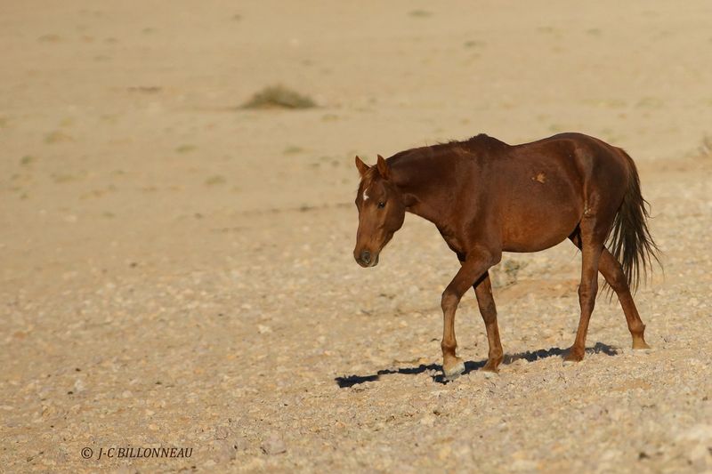 447 Cheval du désert.JPG