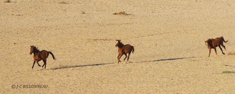 448 Chevaux du désert.JPG