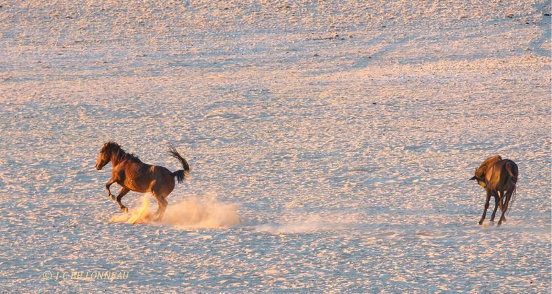 452 Chevaux du désert.JPG
