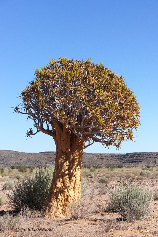 459 Arbre à carquois.JPG
