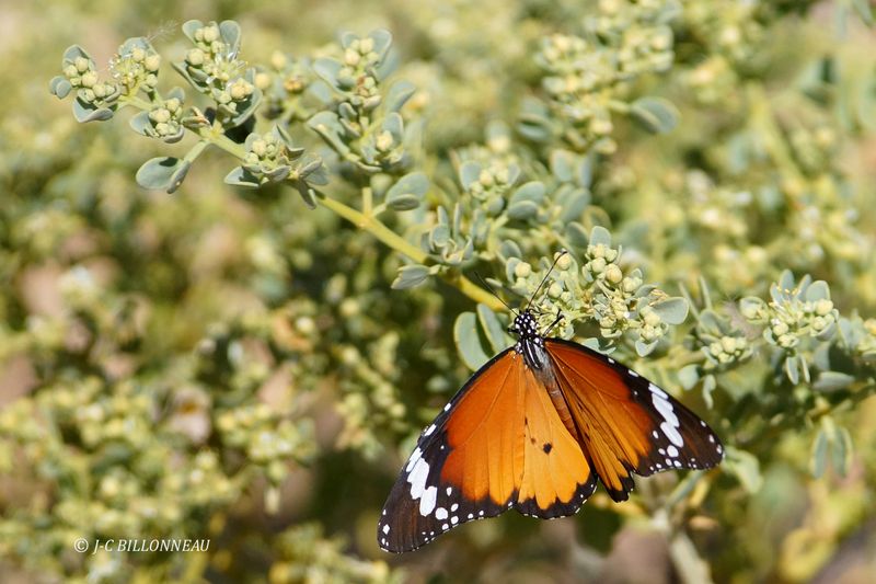 468 Fish River Canyon.JPG