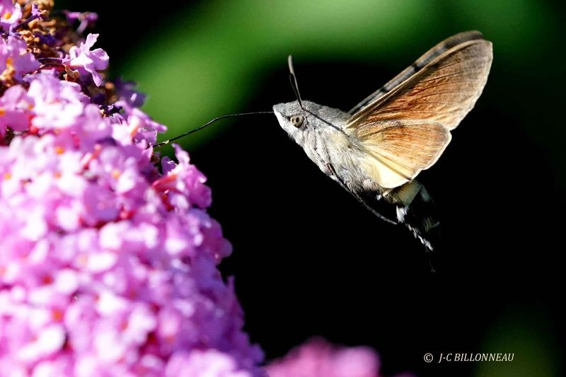 393-Moro-sphinx.jpg