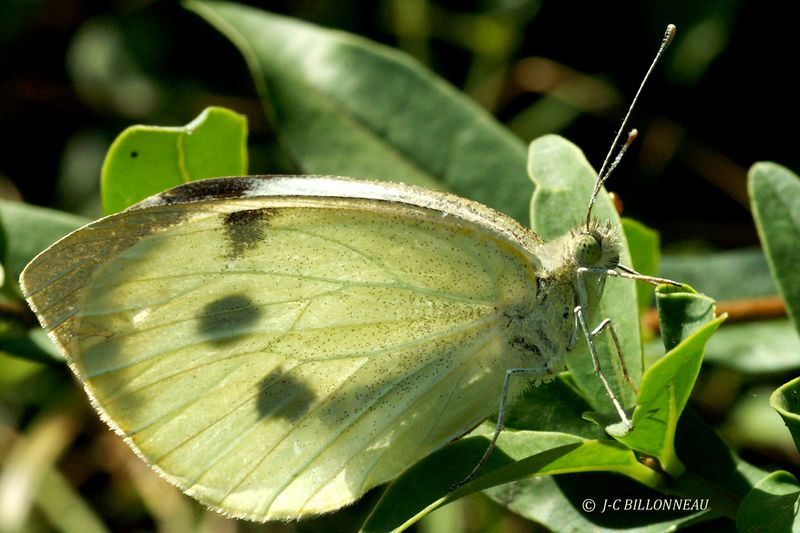 045 Piride.jpg