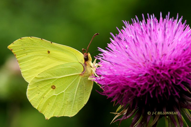 048 Citron de Provence.JPG
