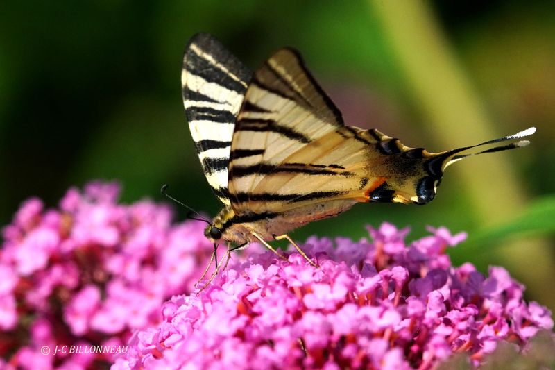 Galerie: PAPILLONS DE FRANCE