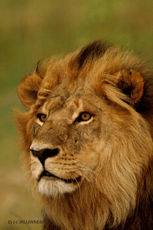015 Lion mâle.jpg