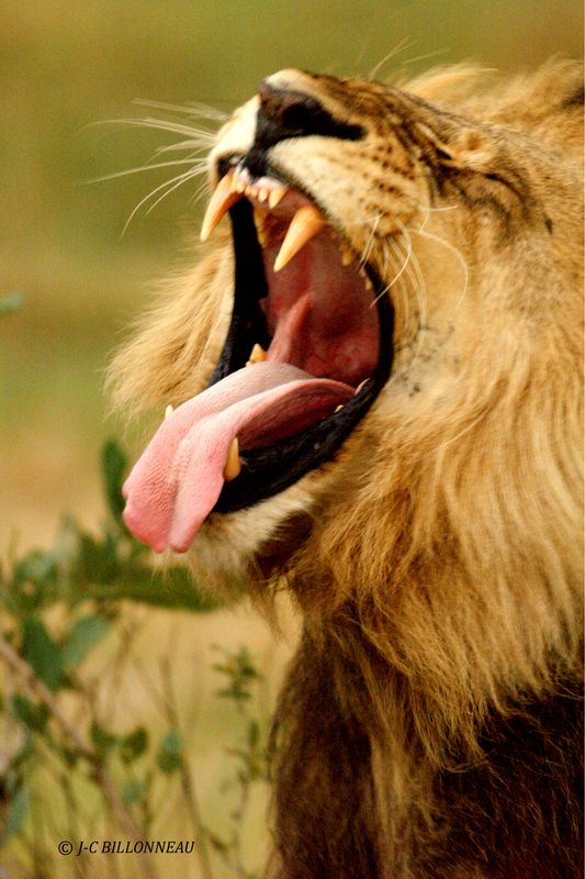 018 Lion mâle.jpg