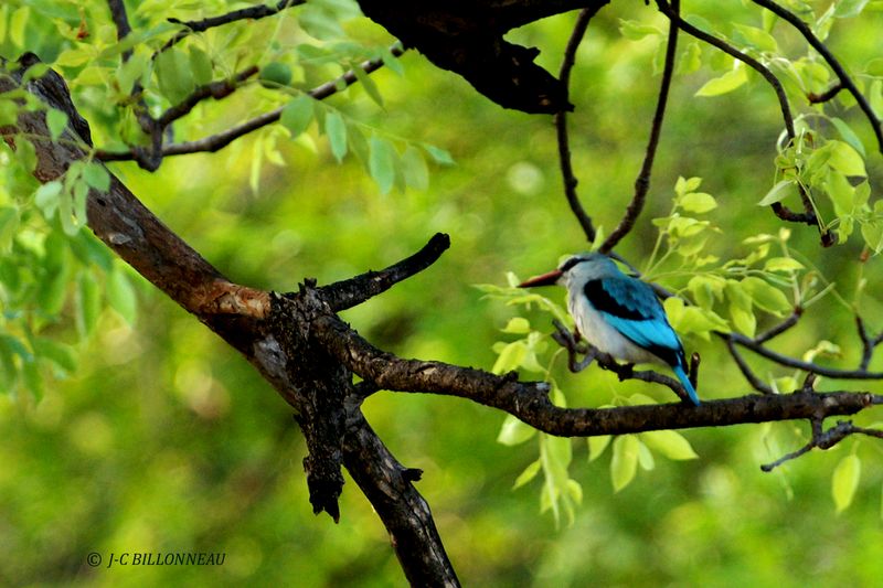 024 Martin-chasseur du Sngal, Woodland Kingfisher.jpg