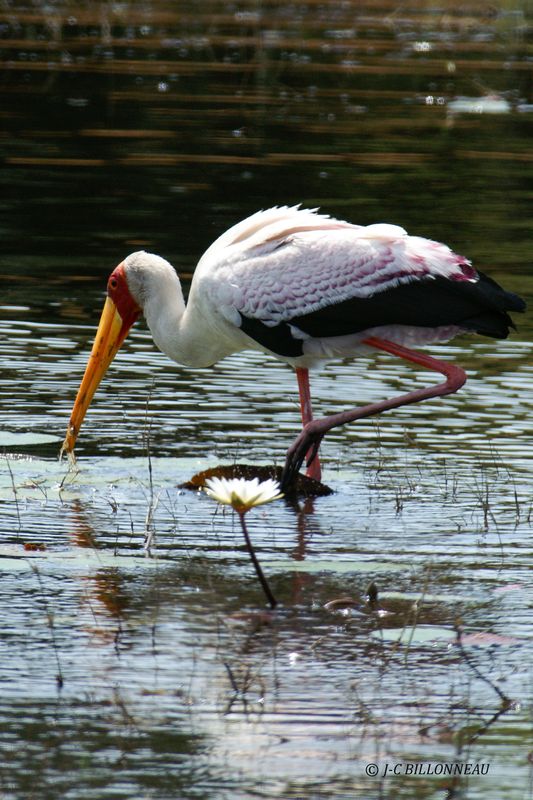 065 Tantale ibis, Yellow-billed Stork.jpg