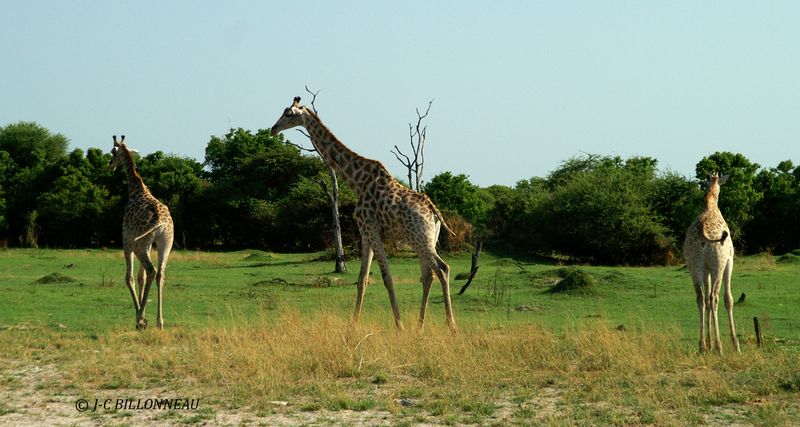 080 Girafes.jpg