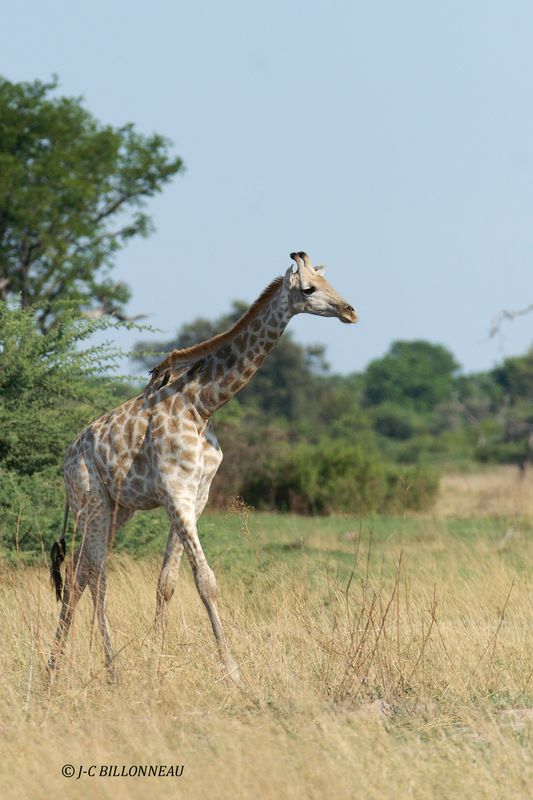 081 Girafe.jpg