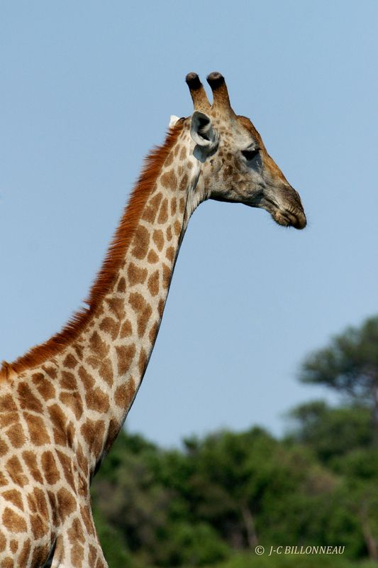 082 Girafe.jpg