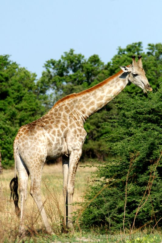 083 Girafe.jpg