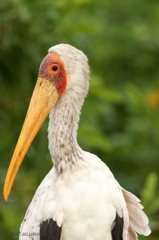 087 Tantale ibis, Yellow-billed Stork.jpg