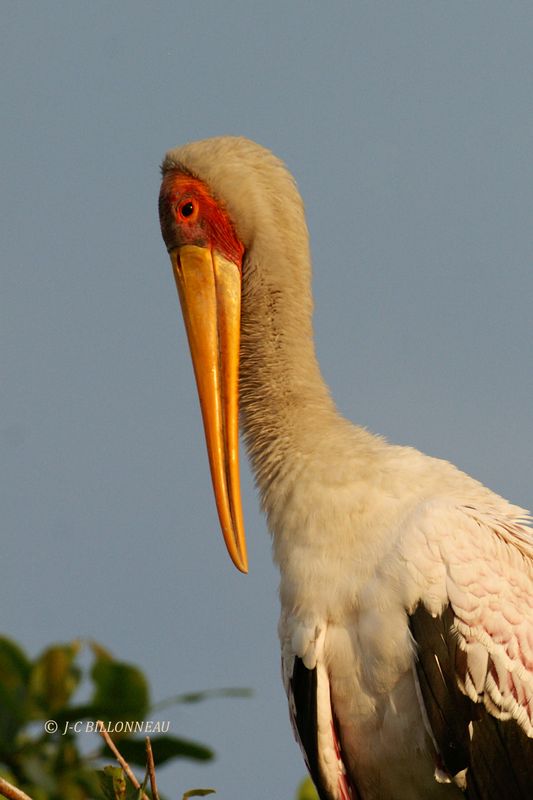 088 Tantale ibis, Yellow-billed Stork.jpg