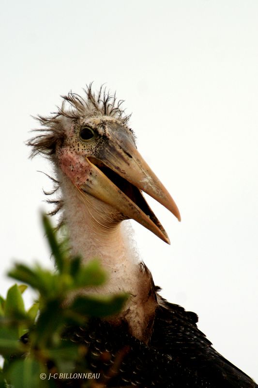 089 Tantale ibis juvènile, Yellow-billed Stork juvenile.jpg