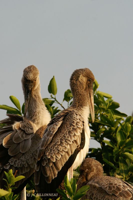 090 Tantale ibis, Yellow-billed Stork.jpg