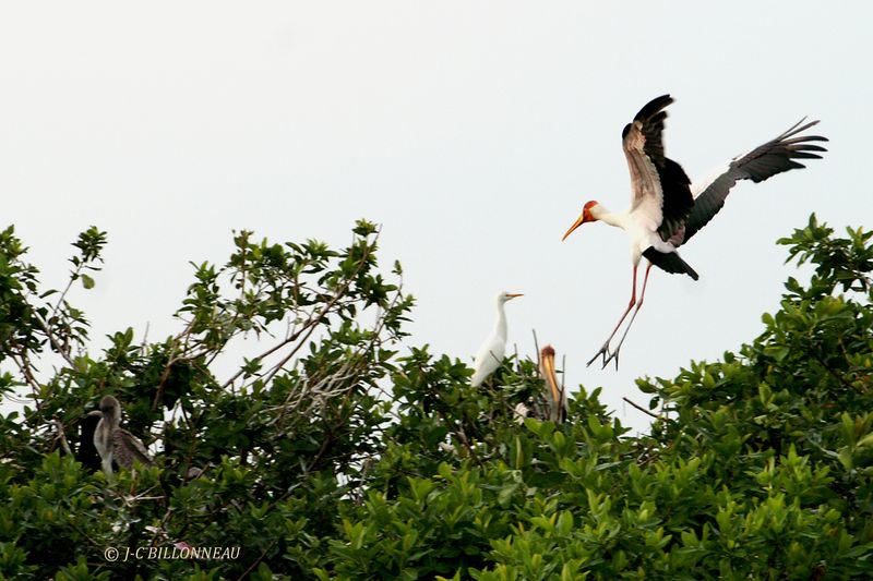 091 Tantale ibis, Yellow-billed Stork.jpg