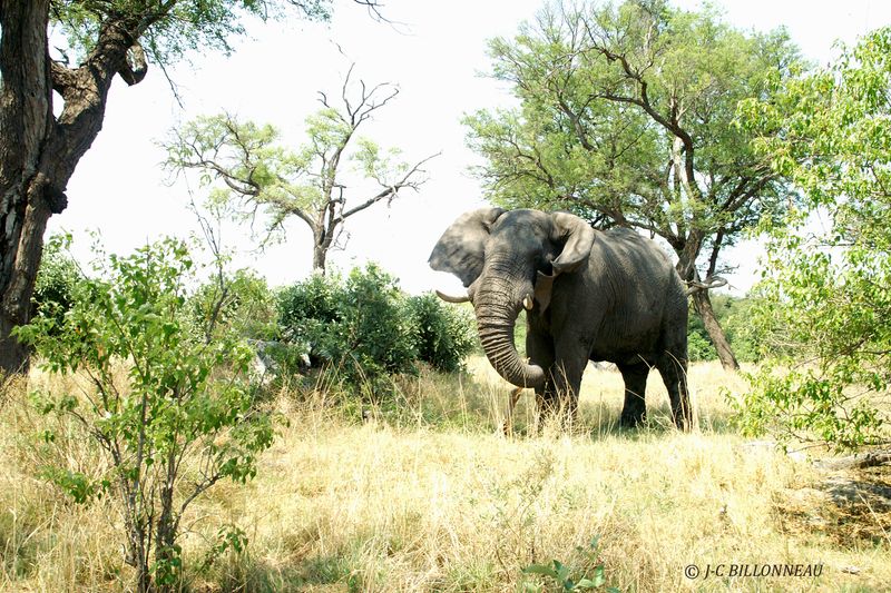 106 Eléphant d'Afrique.jpg