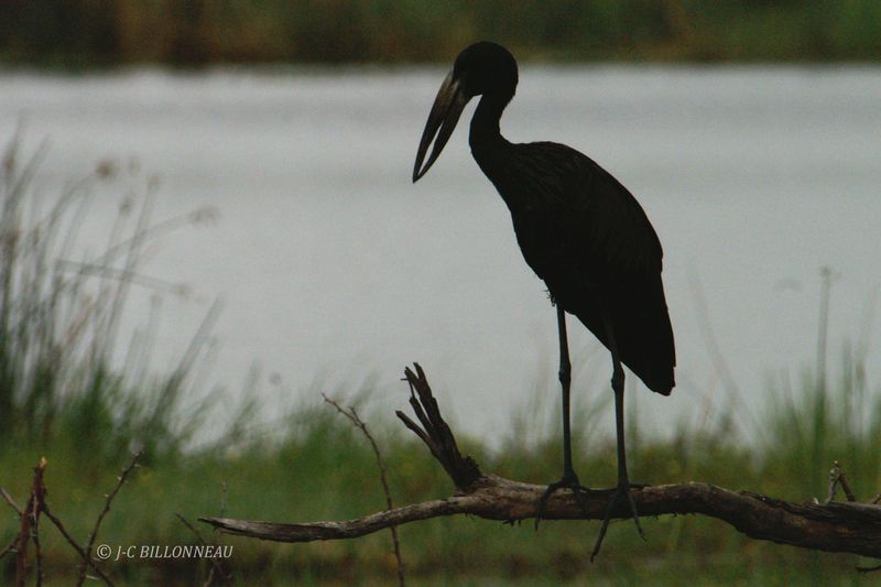 112 Bec ouvert africain, African Openbill.jpg