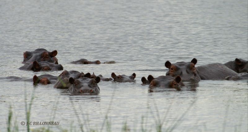 113 Hippopotames.jpg